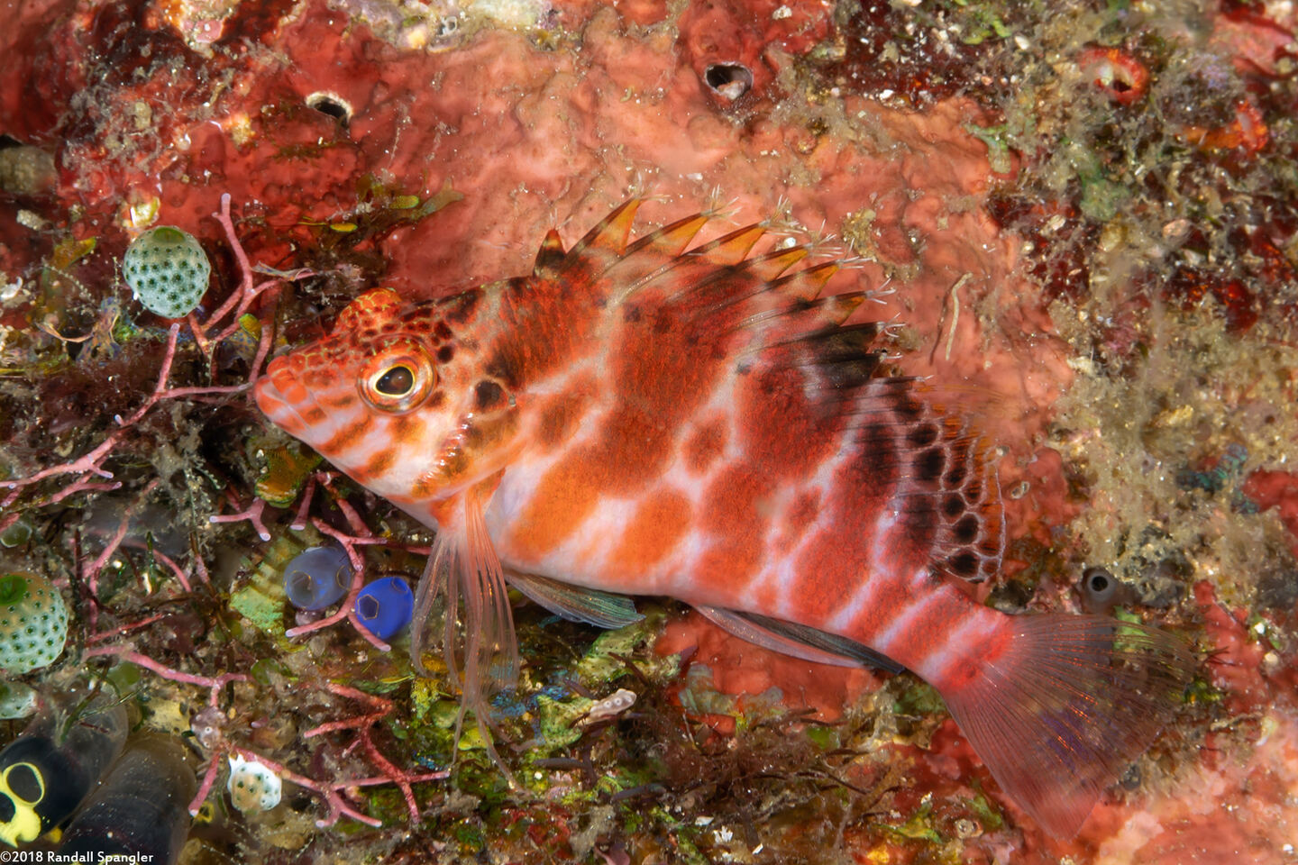 Cirrhitichthys aprinus (Threadfin Hawkfish)