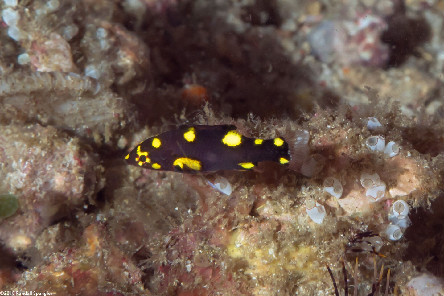 Bodianus mesothorax (Blackbelt Hogfish)