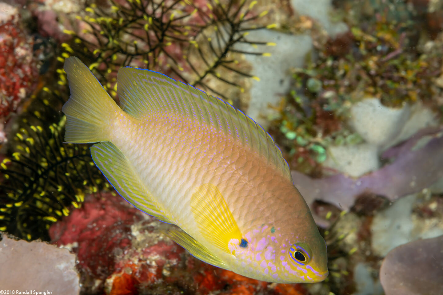 Pomacentrus amboinensis (Ambon Damsel)