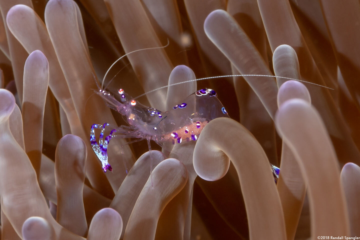 Ancylomenes sarasvati (Sarasvati Anemone Shrimp)