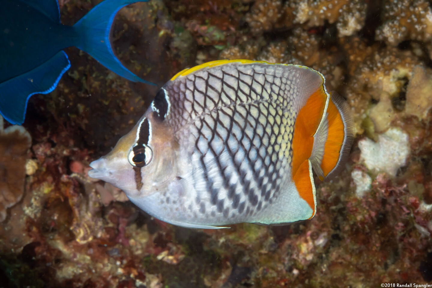 Chaetodon xanthurus (Crosshatch Butterflyfish)