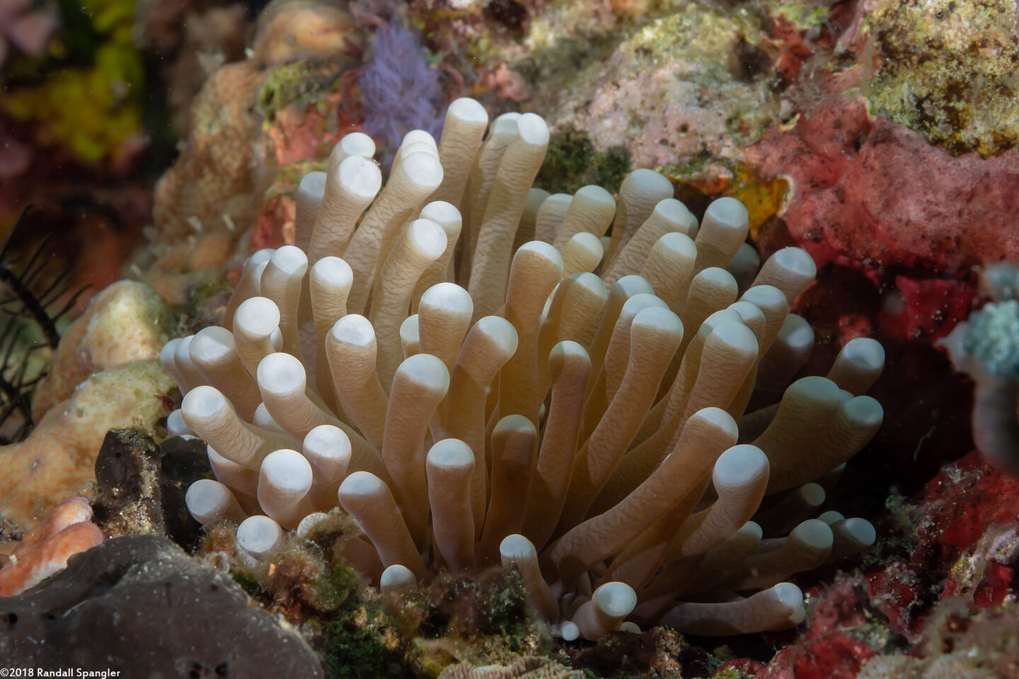 Euphyllia glabrescens (Euphyllia Glabrescens)