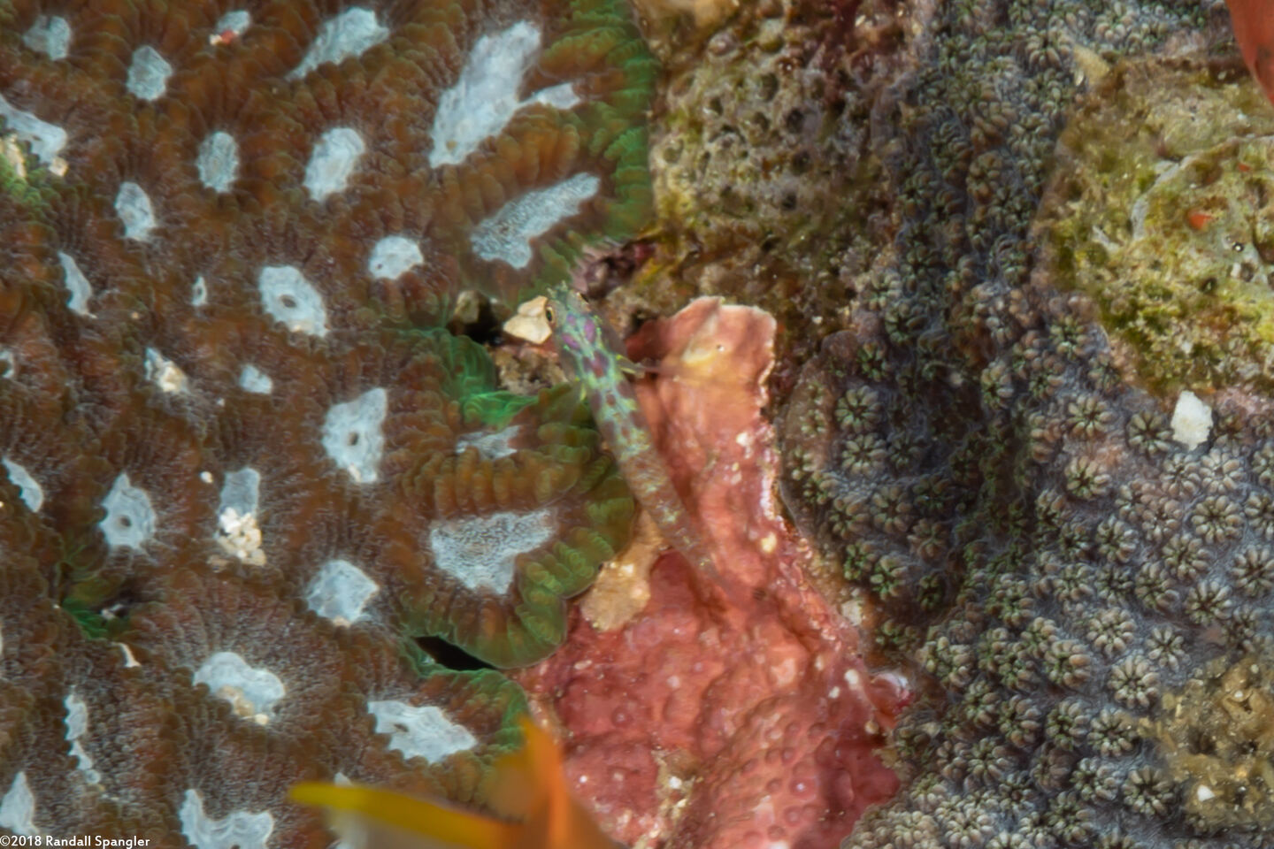 Eviota guttata (Whitestriped Dwarfgoby)