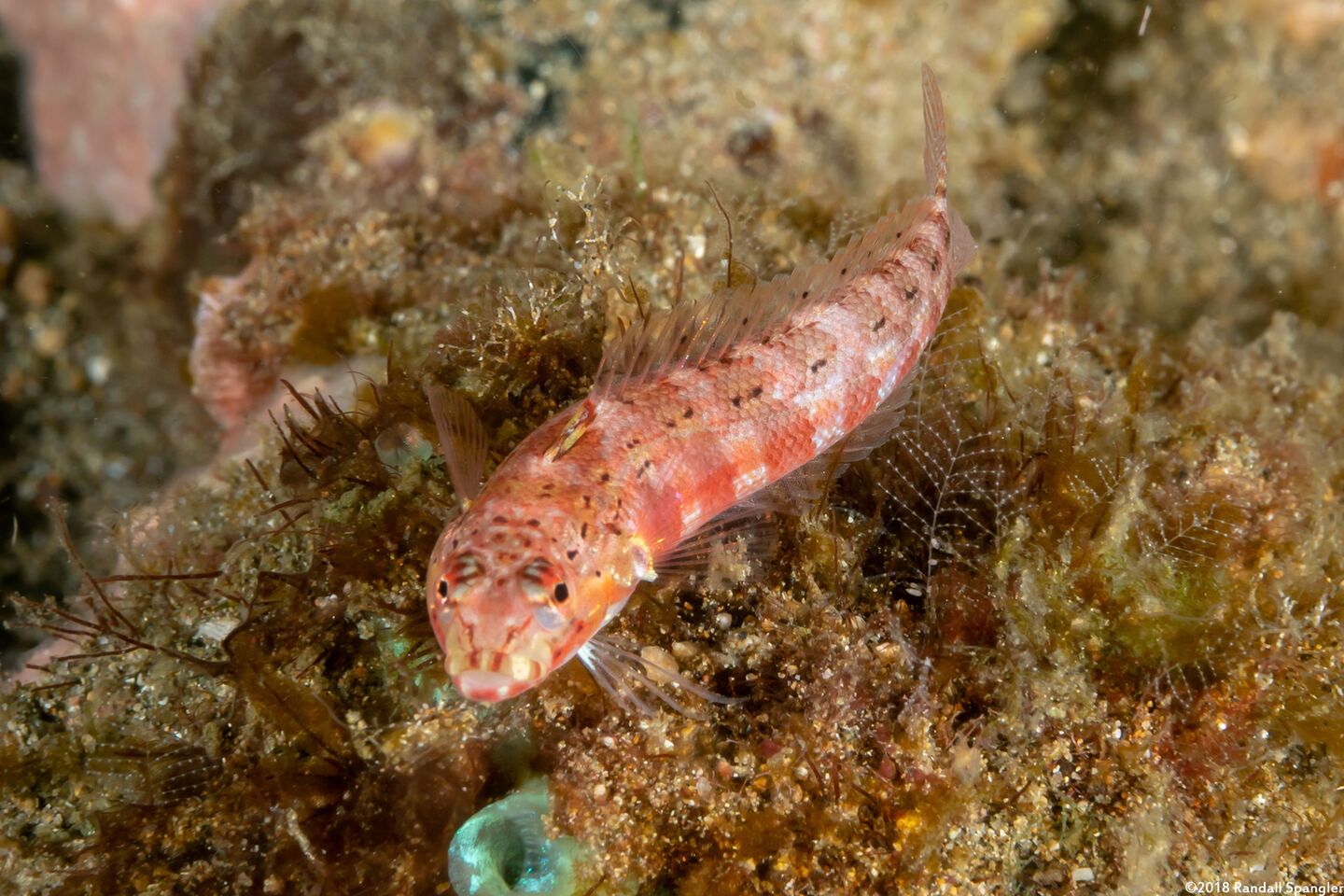 Parapercis schauinslandii (Redspotted Sandperch)