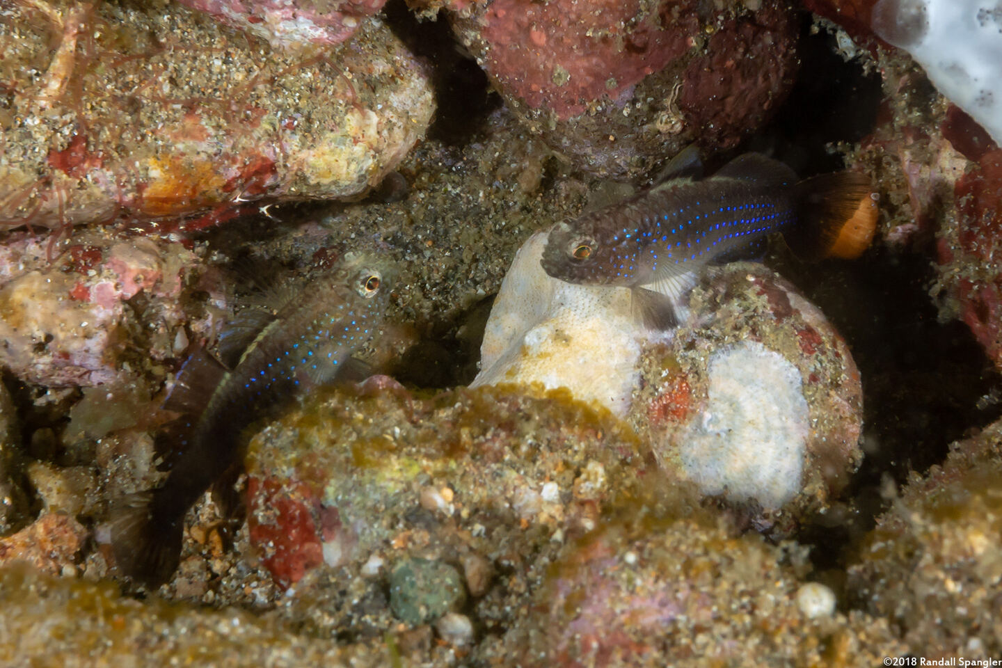 Asterropteryx striata (Striped Goby)