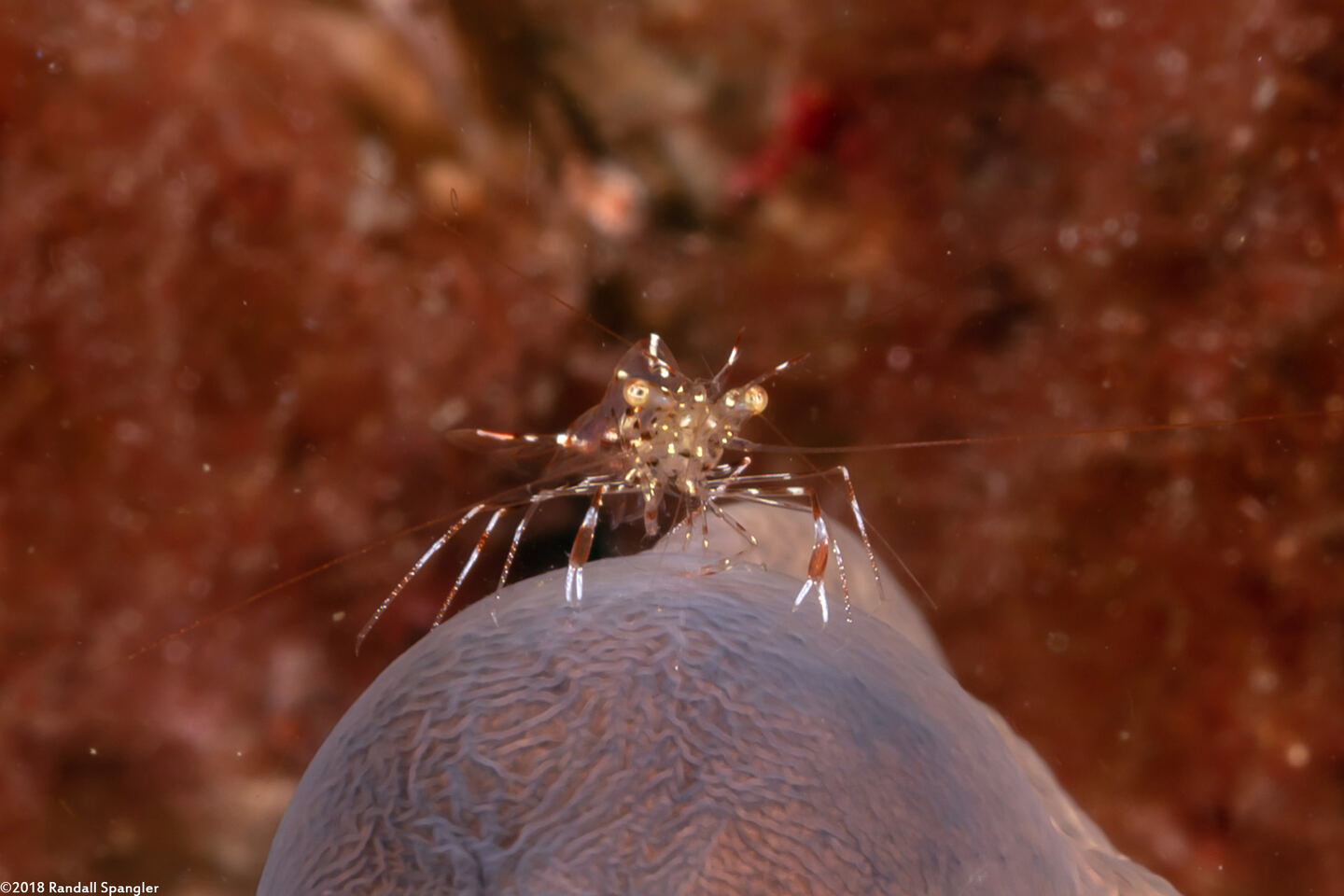 Urocaridella antonbruunii (Clear Cleaner Shrimp)