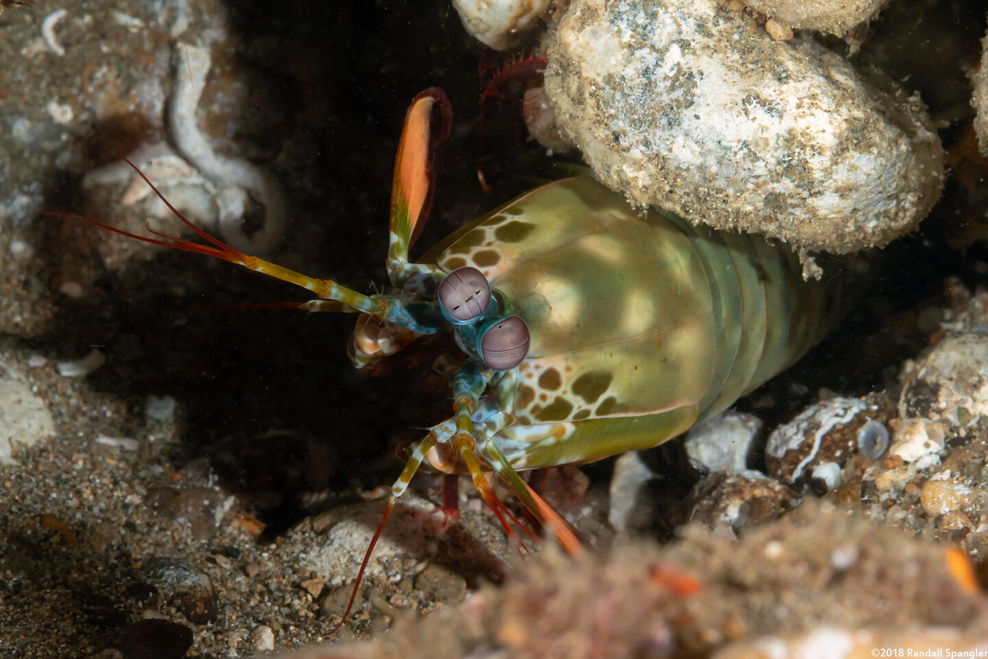 Odontodactylus scyllarus (Peacock Mantis Shrimp)