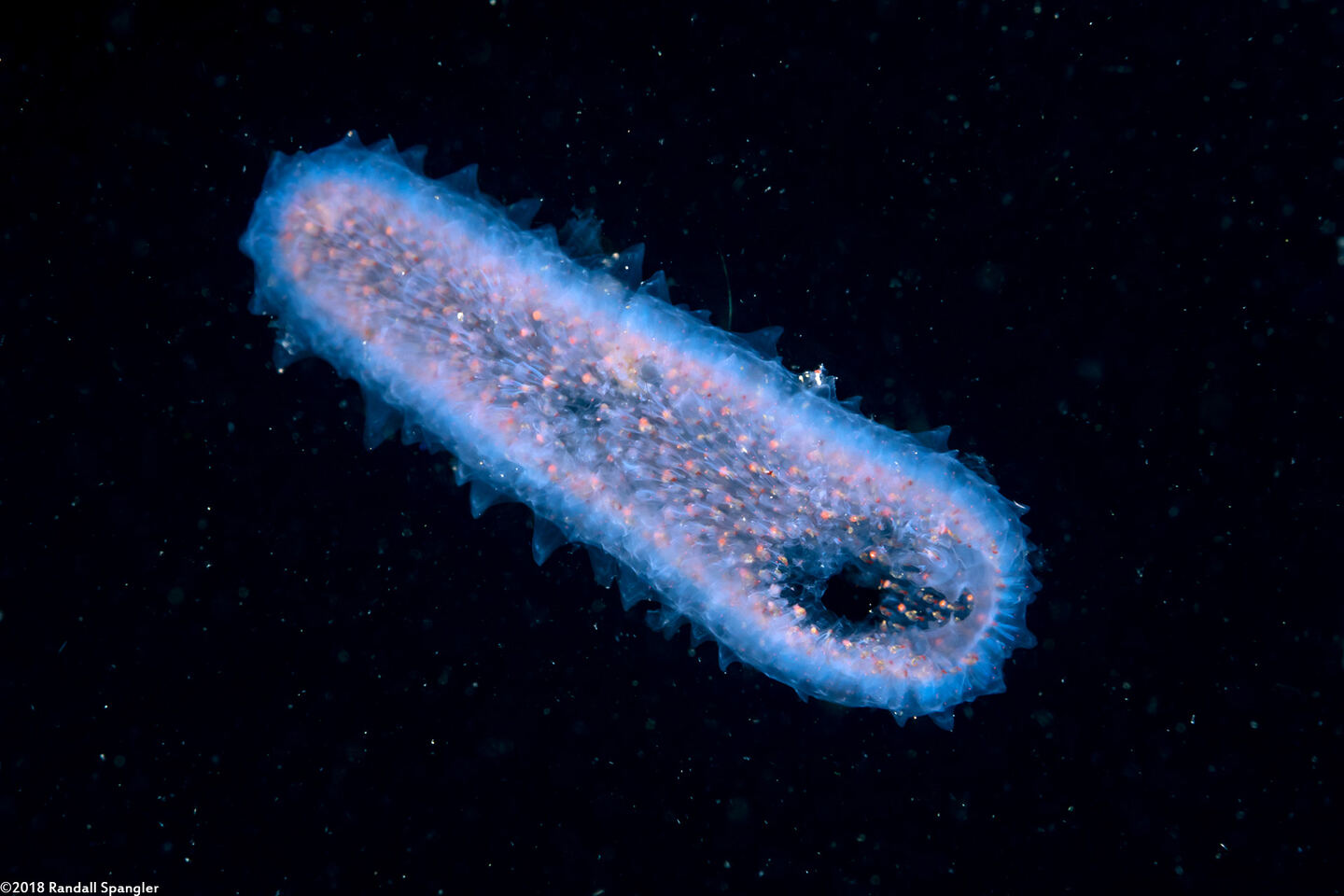 Pyrosoma atlanticum (Pyrosome)