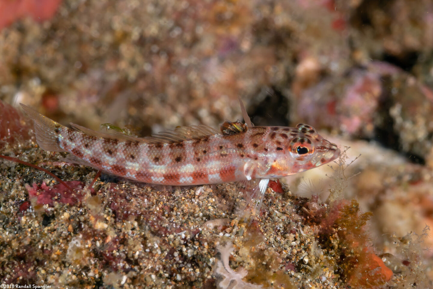 Parapercis schauinslandii (Redspotted Sandperch)