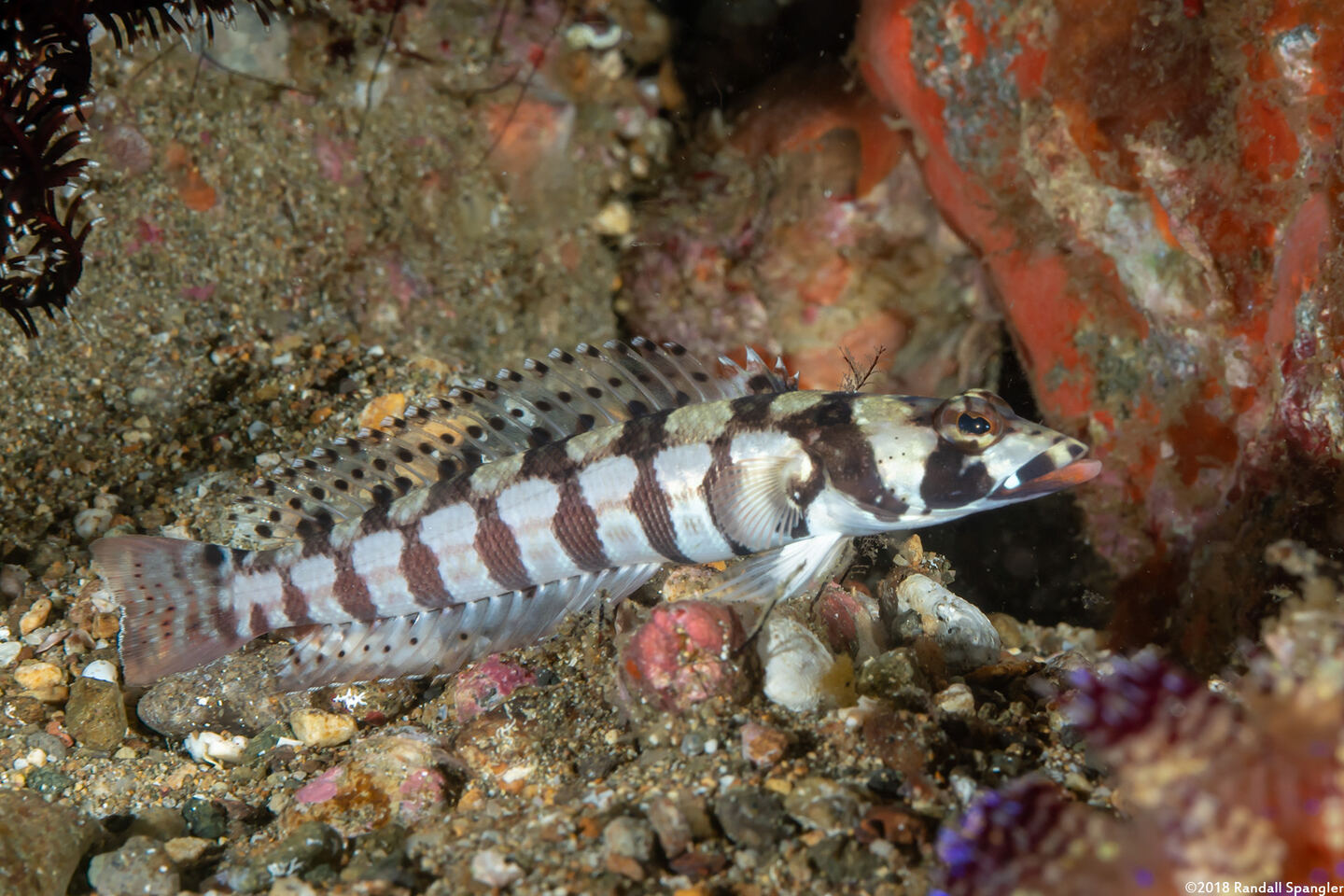 Parapercis tetracantha (Reticulated Sandperch)