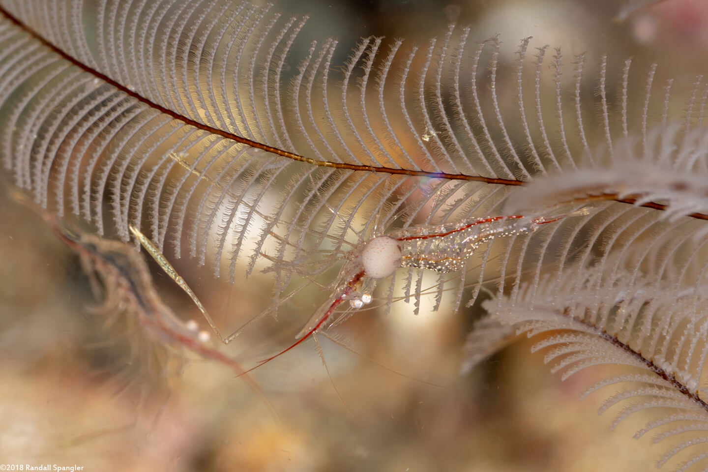 Rapipontonia paragalene (Brownstripe Hydroid Shrimp)