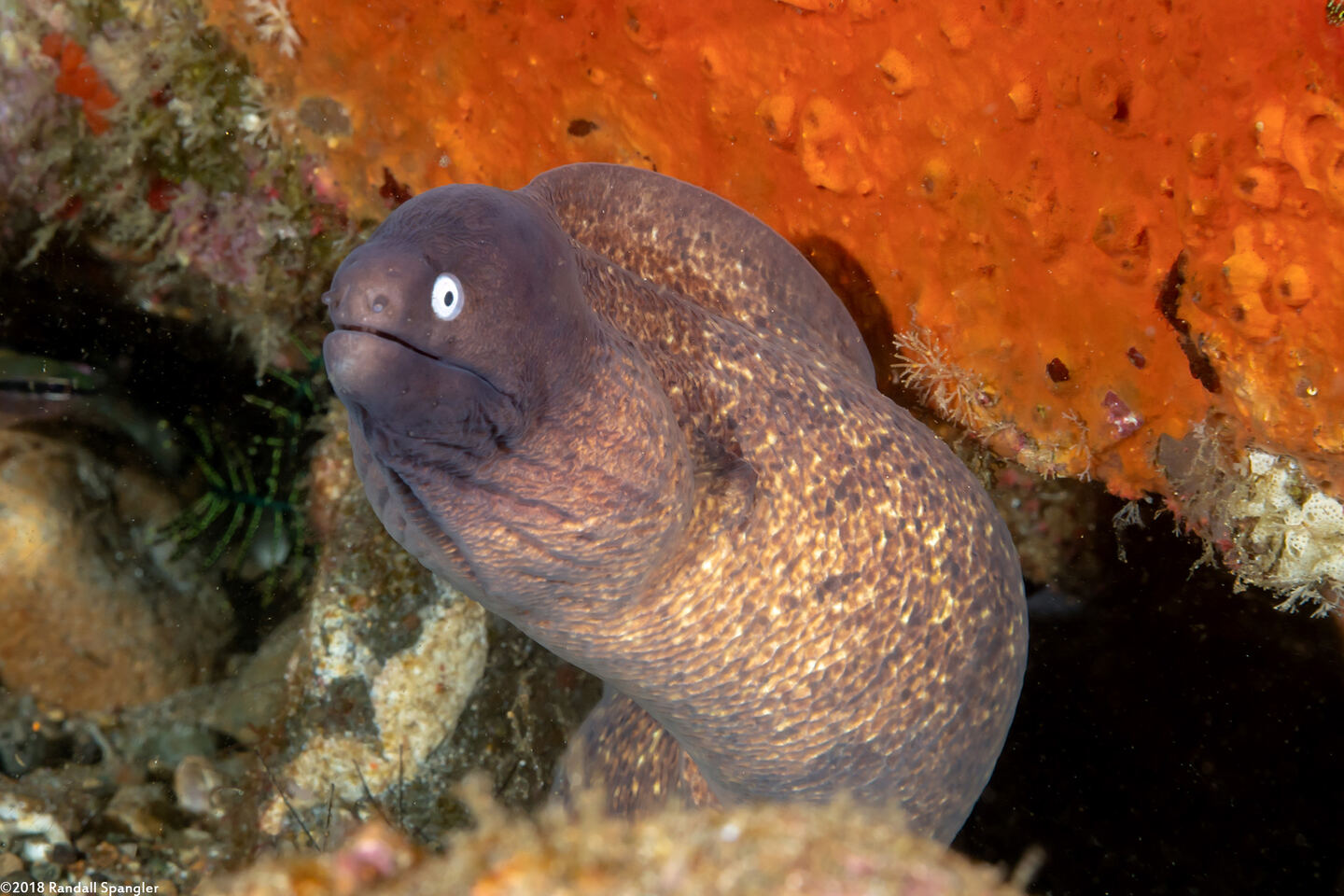 Gymnothorax thyrsoideus (White-Eyed Moray)