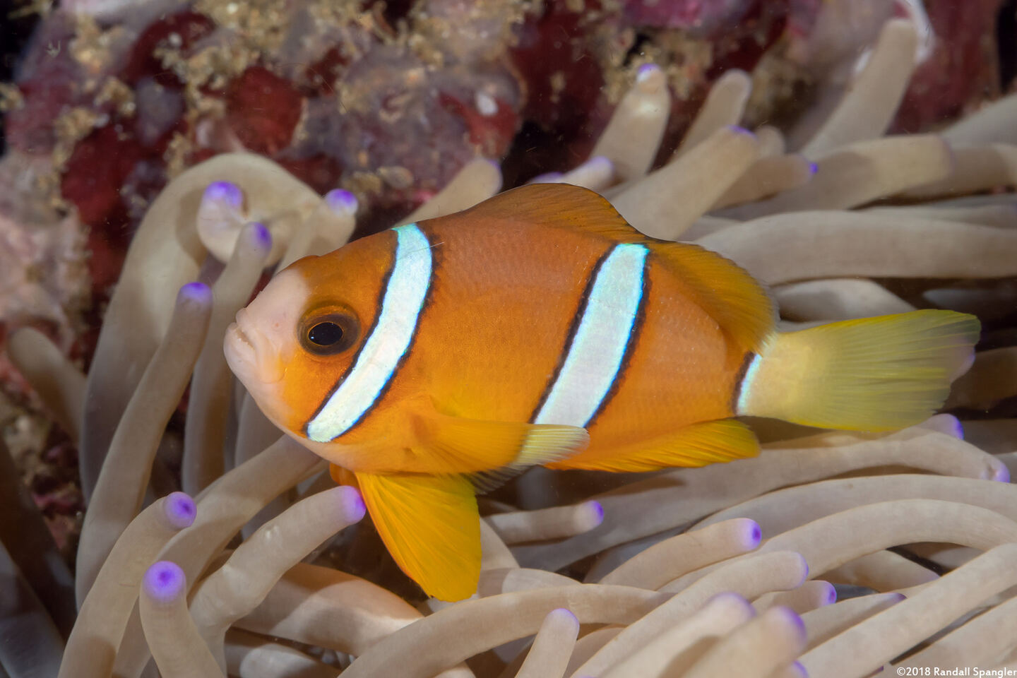Amphiprion clarkii (Clark's Anemonefish)