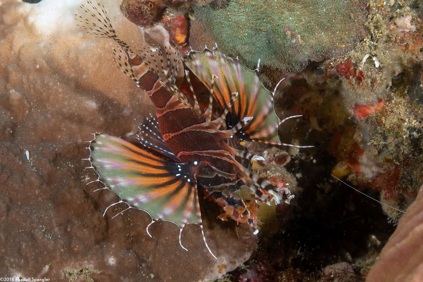 Dendrochirus zebra (Zebra Lionfish)