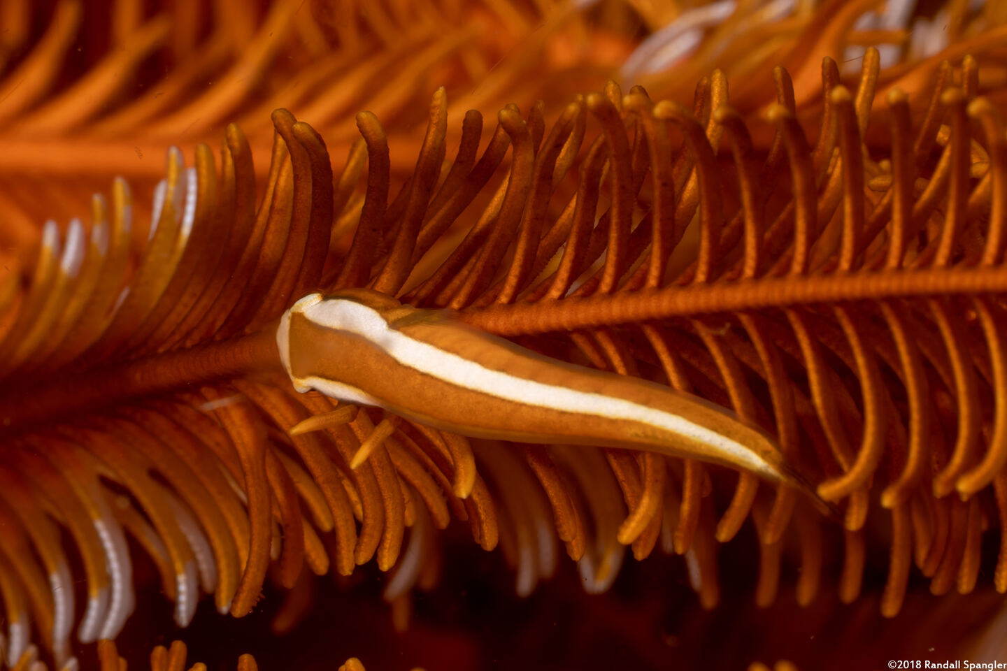 Discotrema monogrammum (Oneline Clingfish)