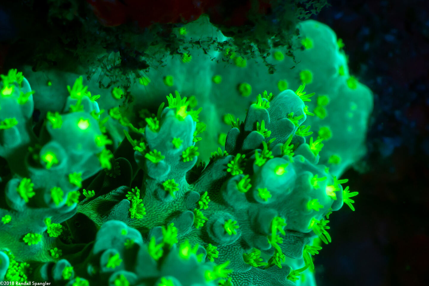 Acropora cerealis (Grain Coral)