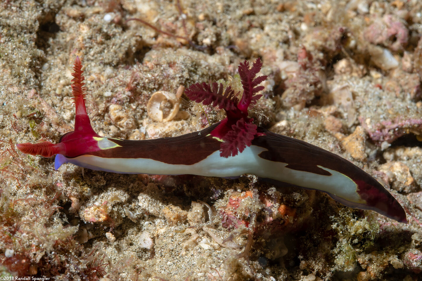 Nembrotha chamberlaini (Chamberlain's Nembrotha)