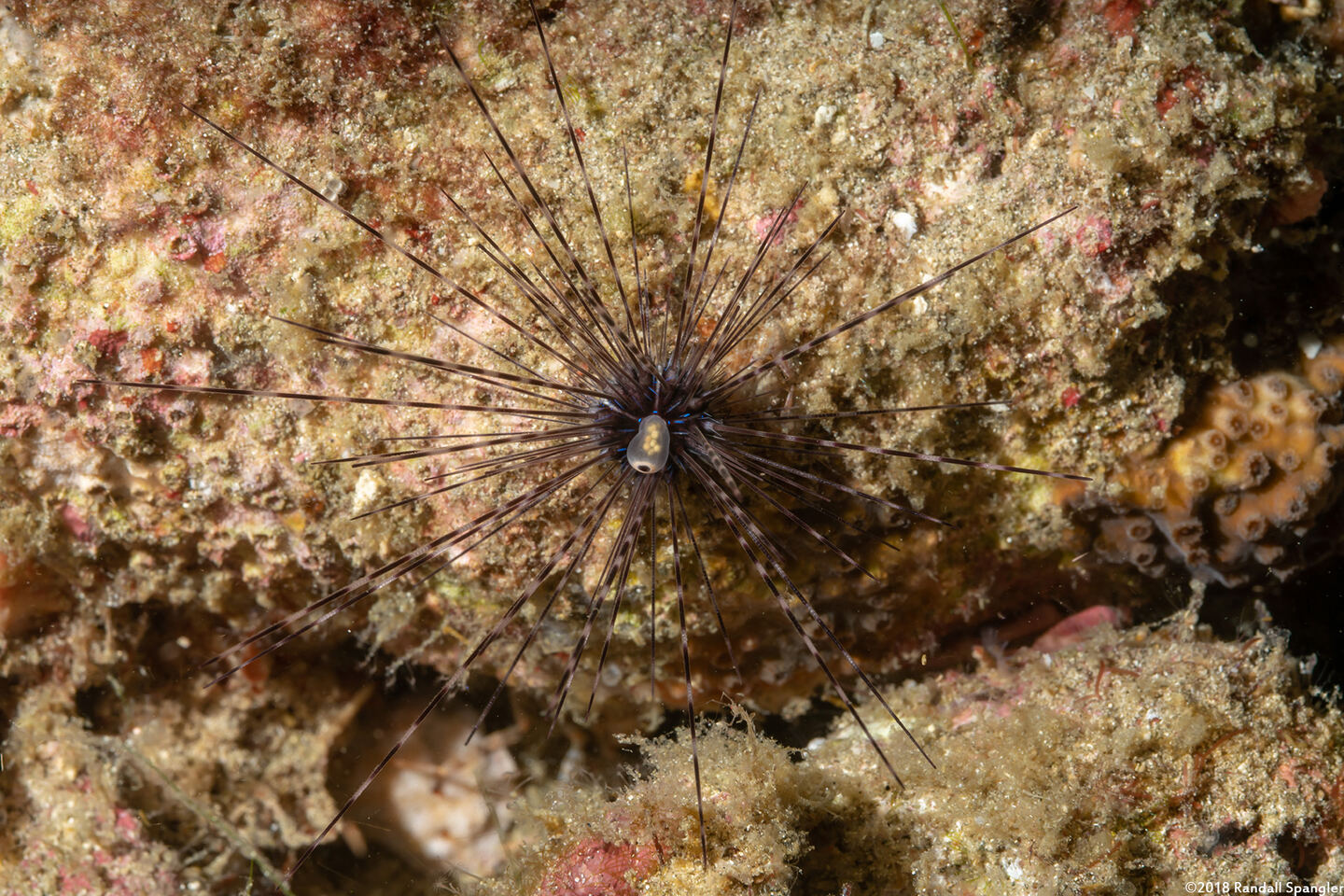 Diadema setosum (Black Longspine Sea Urchin)