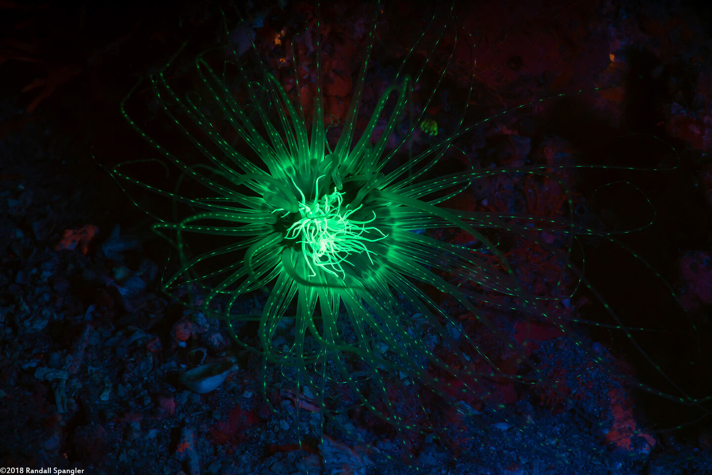 Cerianthus filiformis (Cerianthus Filiformis)