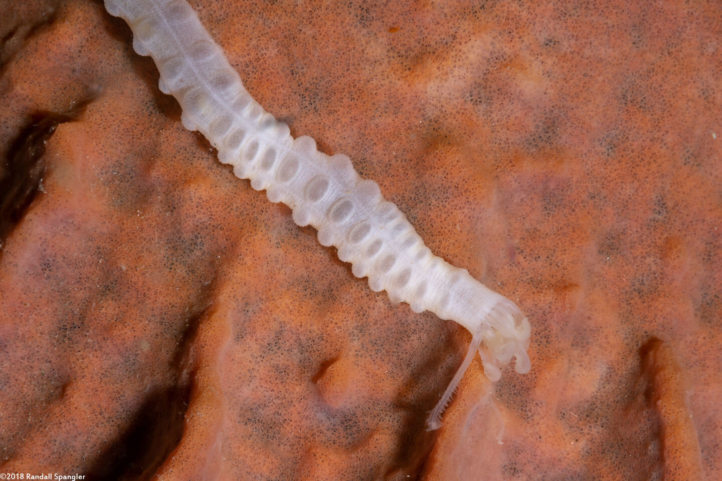 Euapta sp.2 (Euapta sp.2)