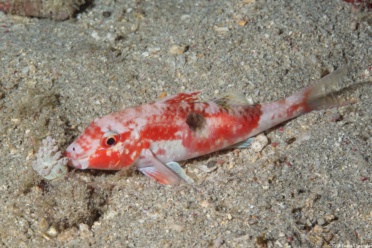 Parupeneus pleruostigma (Sidespot Goatfish)