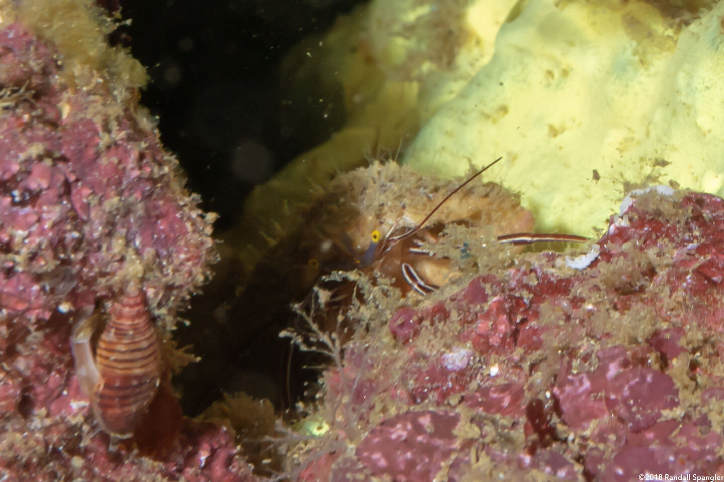 Pylopaguropsis fimbriata (Tasseled Hermit Crab)