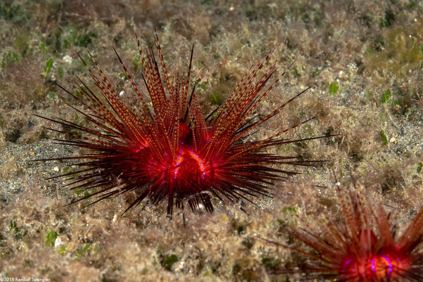 Astropyga radiata (Radiant Sea Urchin)