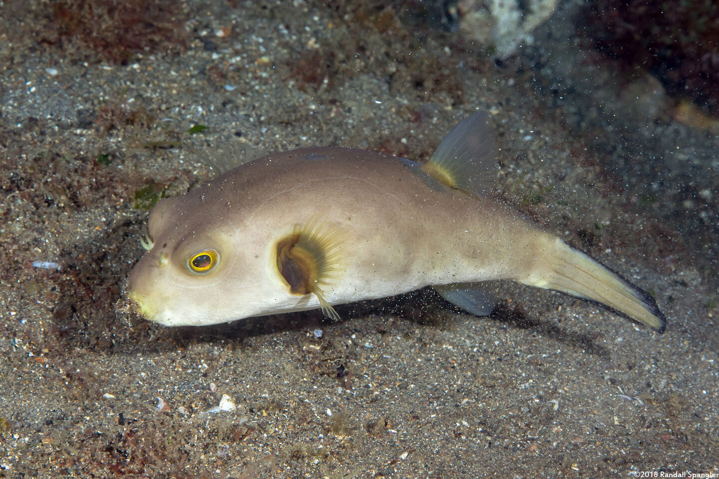 Arothron immaculatus (Immaculate Puffer)