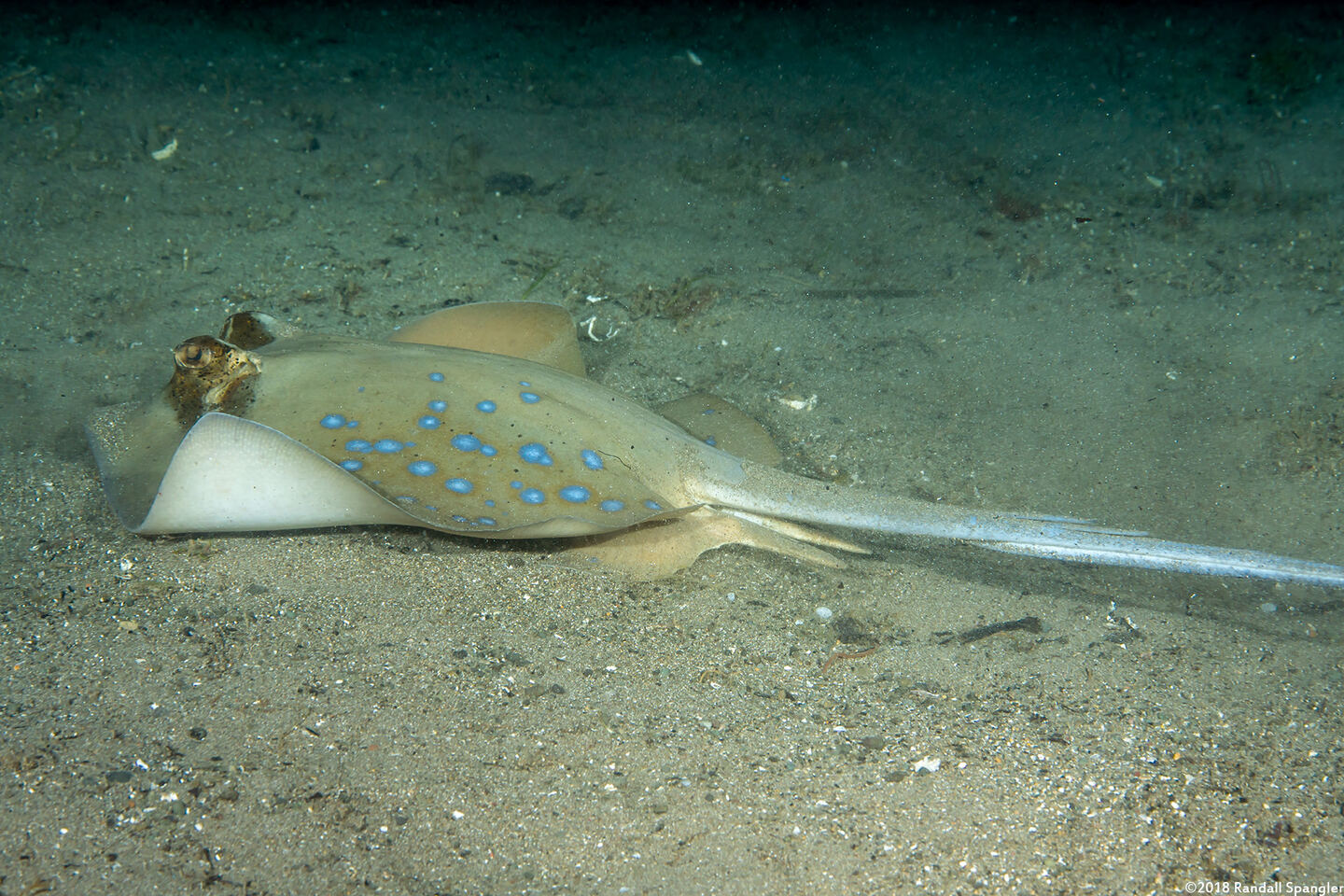 Neotrygon kuhlii (Blue-Spotted Stingray)