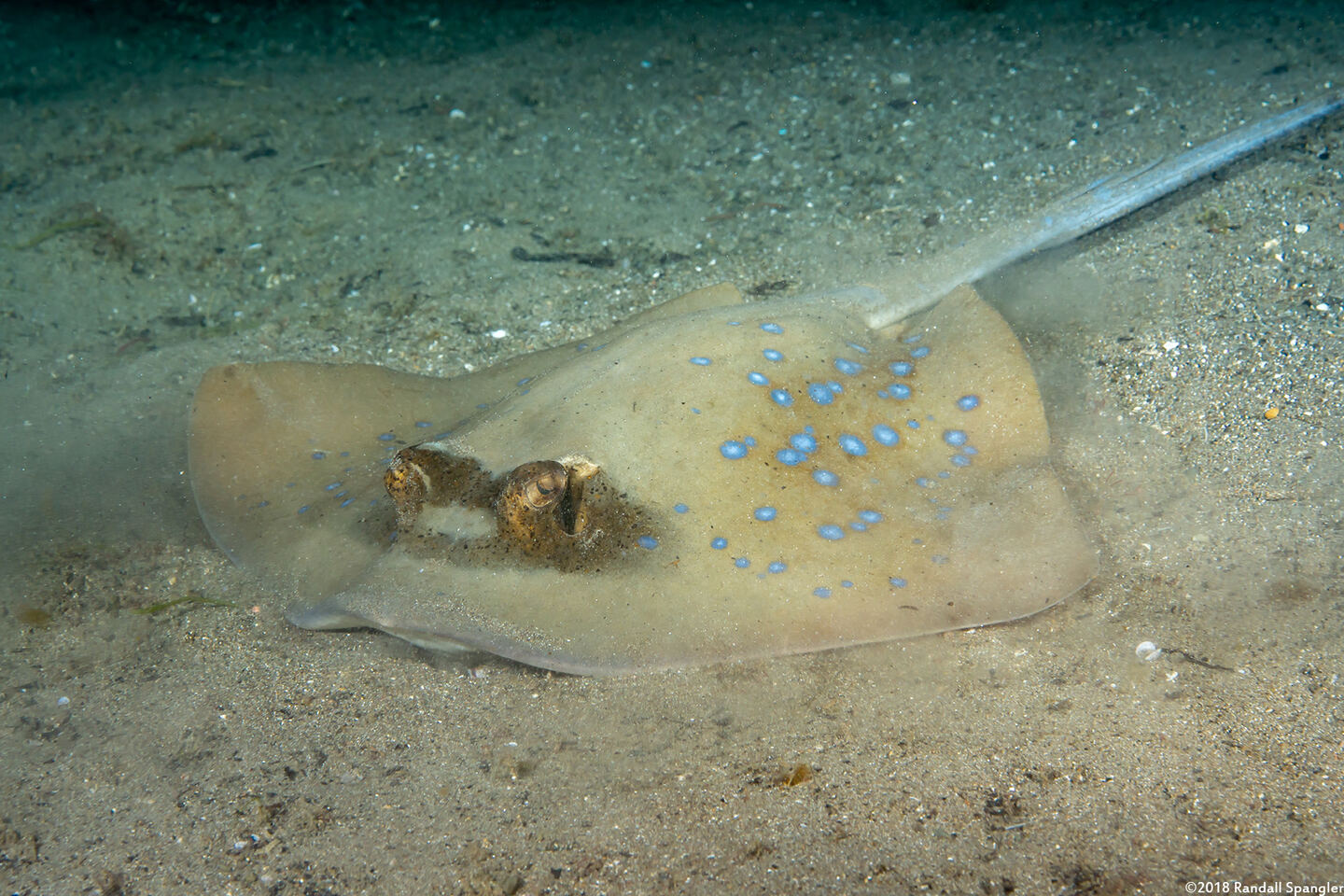 Neotrygon kuhlii (Blue-Spotted Stingray)