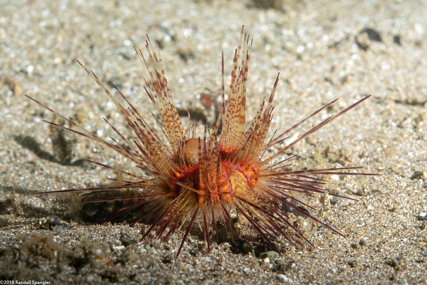 Astropyga radiata (Radiant Sea Urchin)