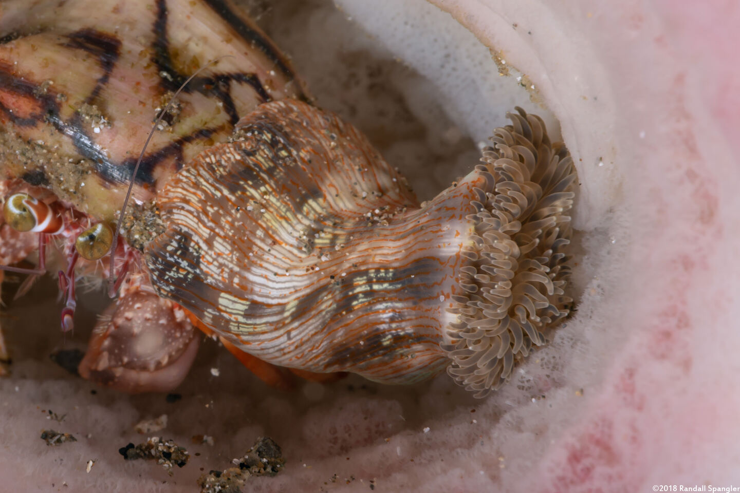 Calliactis polypus (Hermit Crab Anemone)