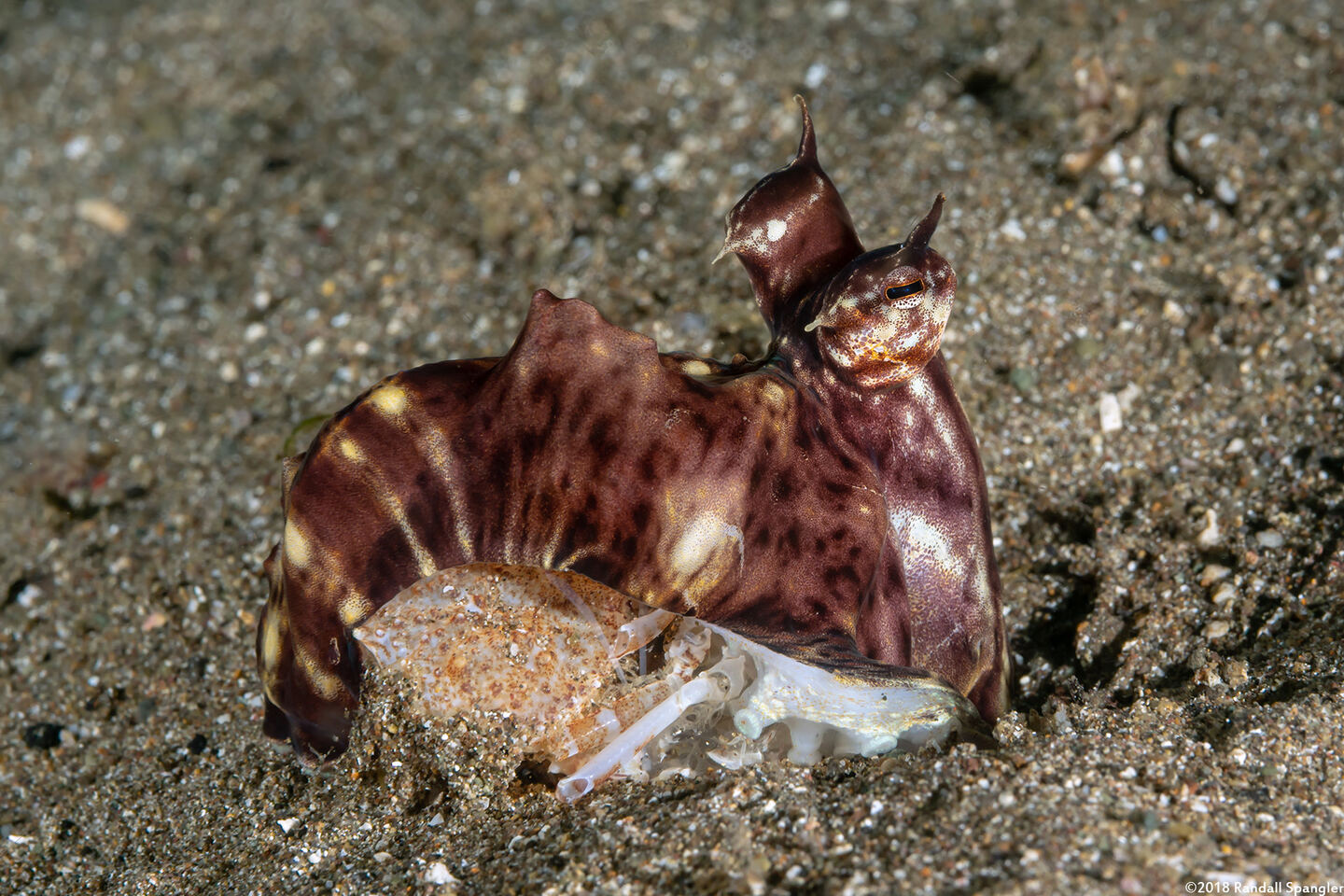 Thaumoctopus mimicus (Mimic Octopus)