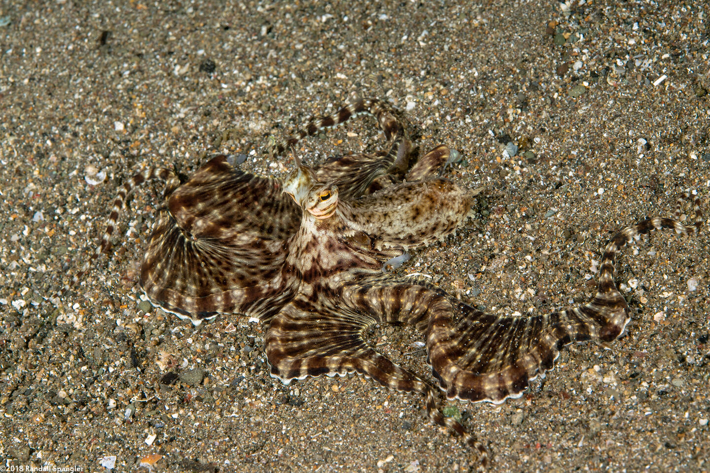 Thaumoctopus mimicus (Mimic Octopus)