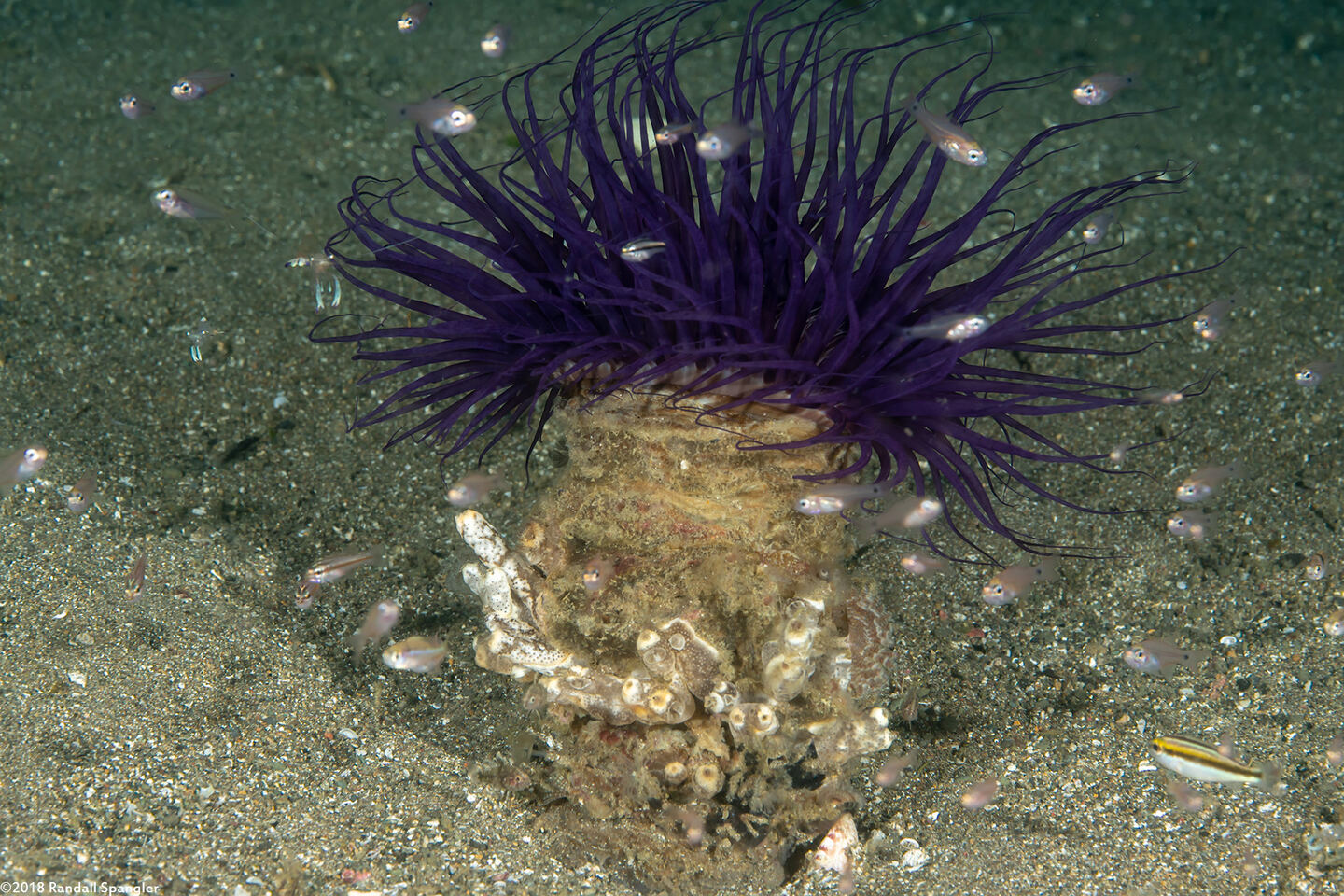 Cerianthus sp.3 (Cerianthus sp.3)