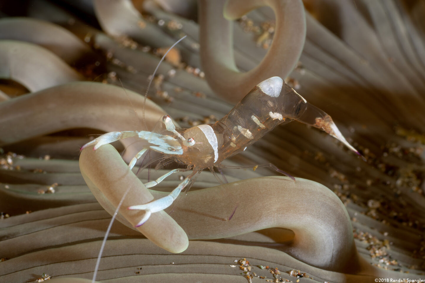 Ancylomenes magnificus (Magnificent Anemone Shrimp)