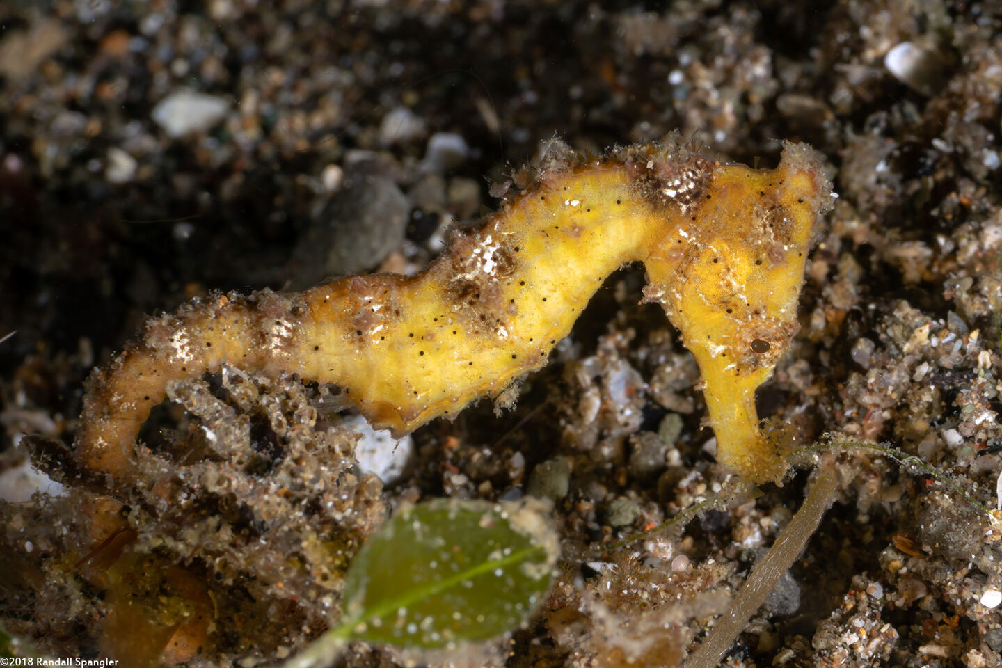 Hippocampus kuda (Common Seahorse)