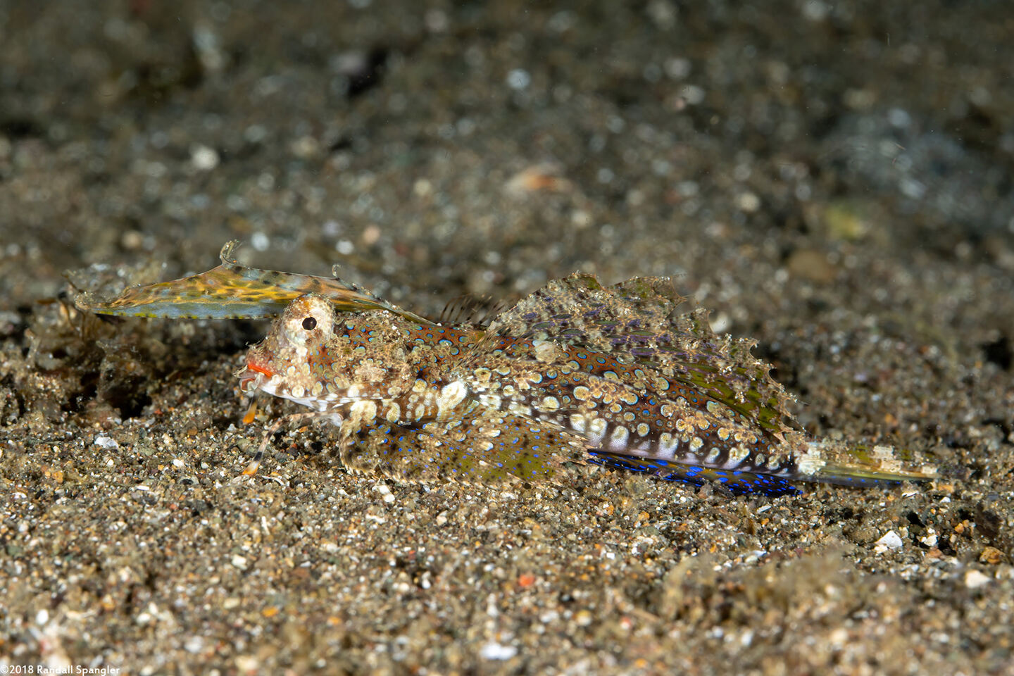 Dactylopus kuiteri (Orange & Black Dragonet)