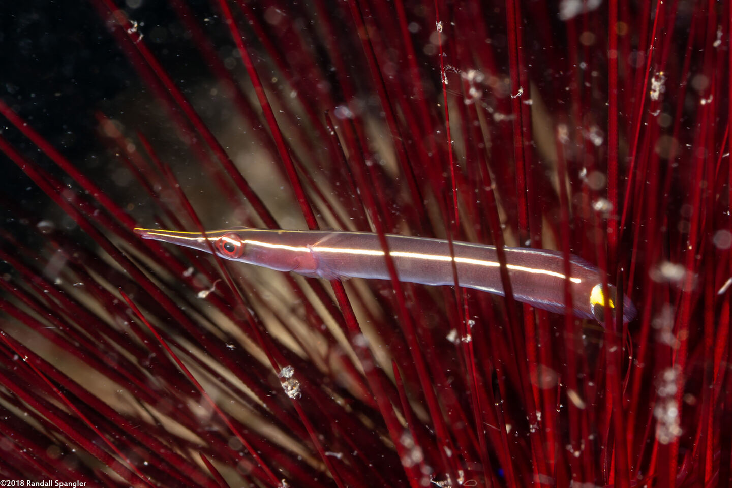 Diademichthys lineatus (Urchin Clingfish)