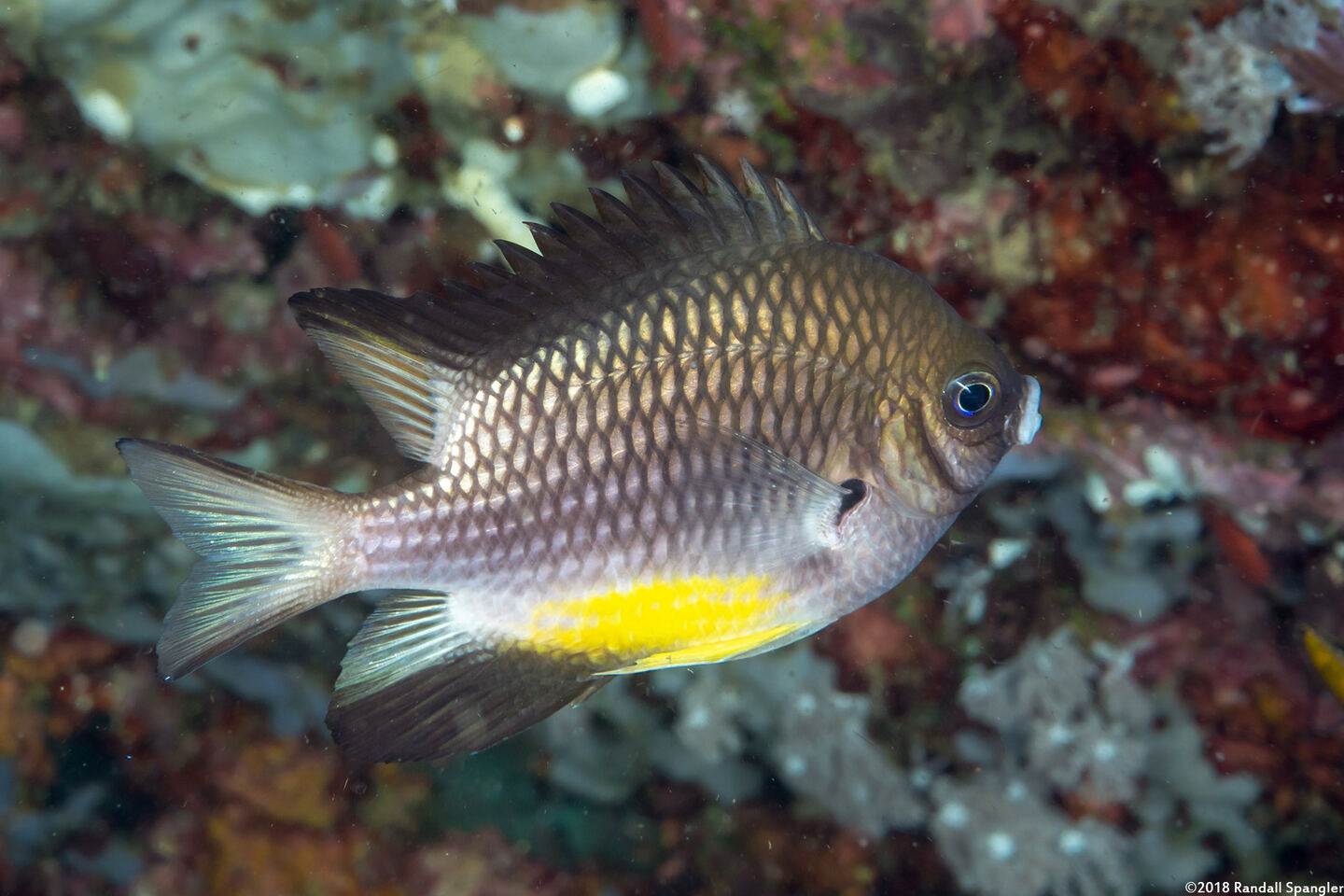 Amblyglyphidodon leucogaster (Yellowbelly Damsel)