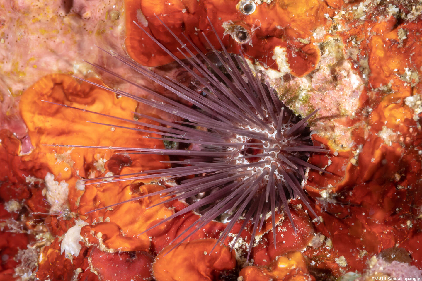 Echinostrephus aciculatus (Needle-Spined Urchin)