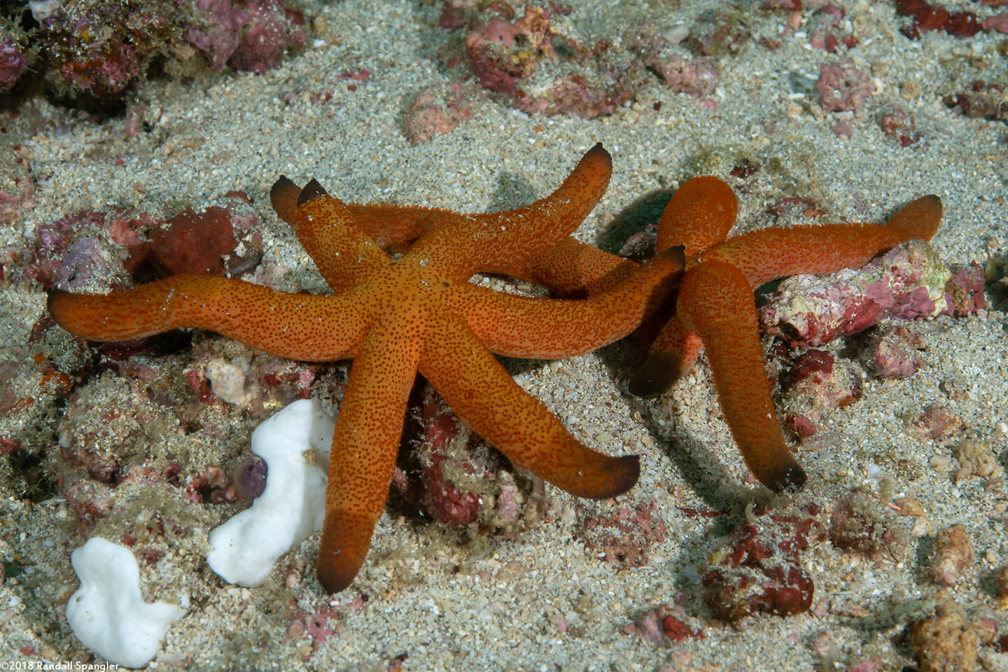 Echinaster luzonicus (Luzon Sea Star)