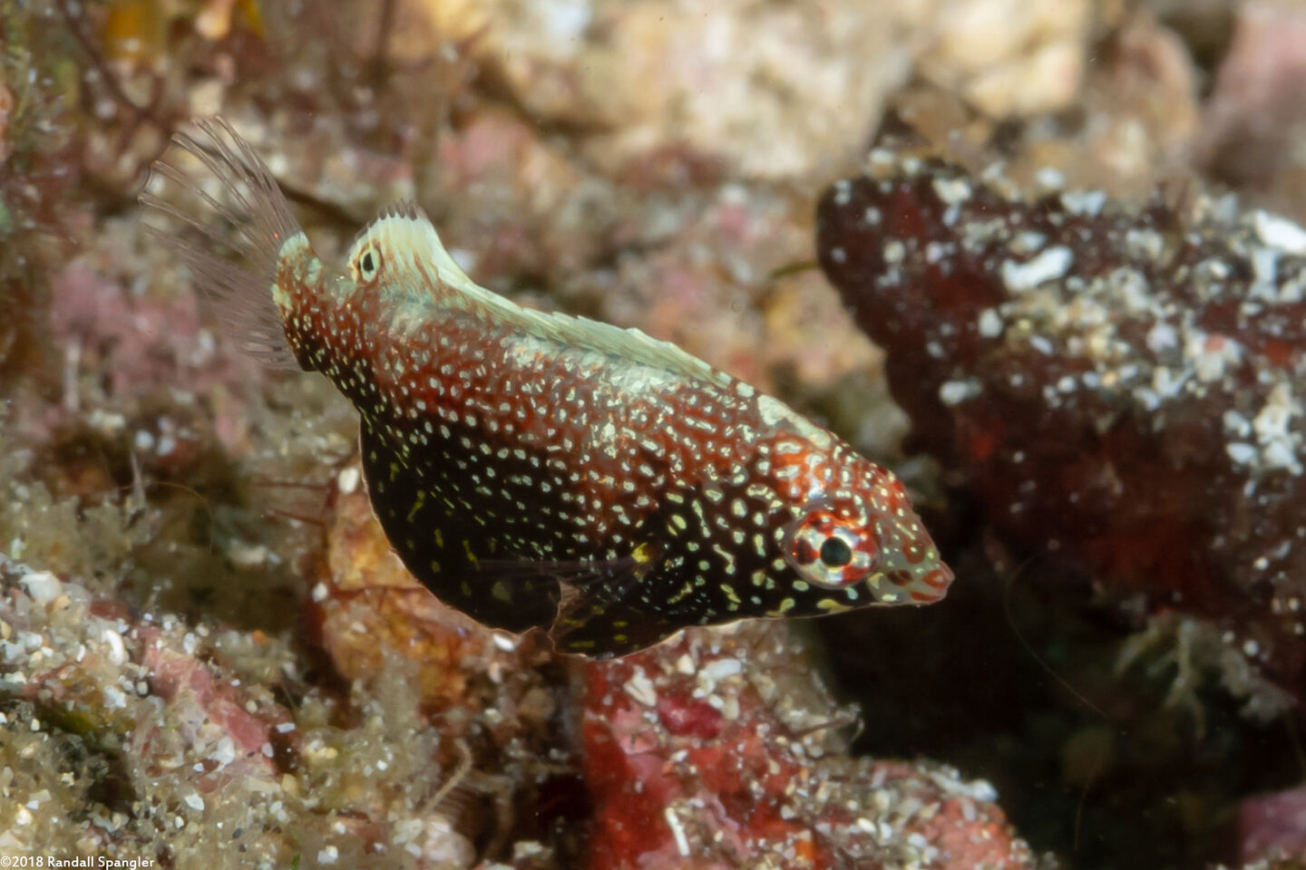 Macropharyngodon negrosensis (Black Leopard Wrasse)