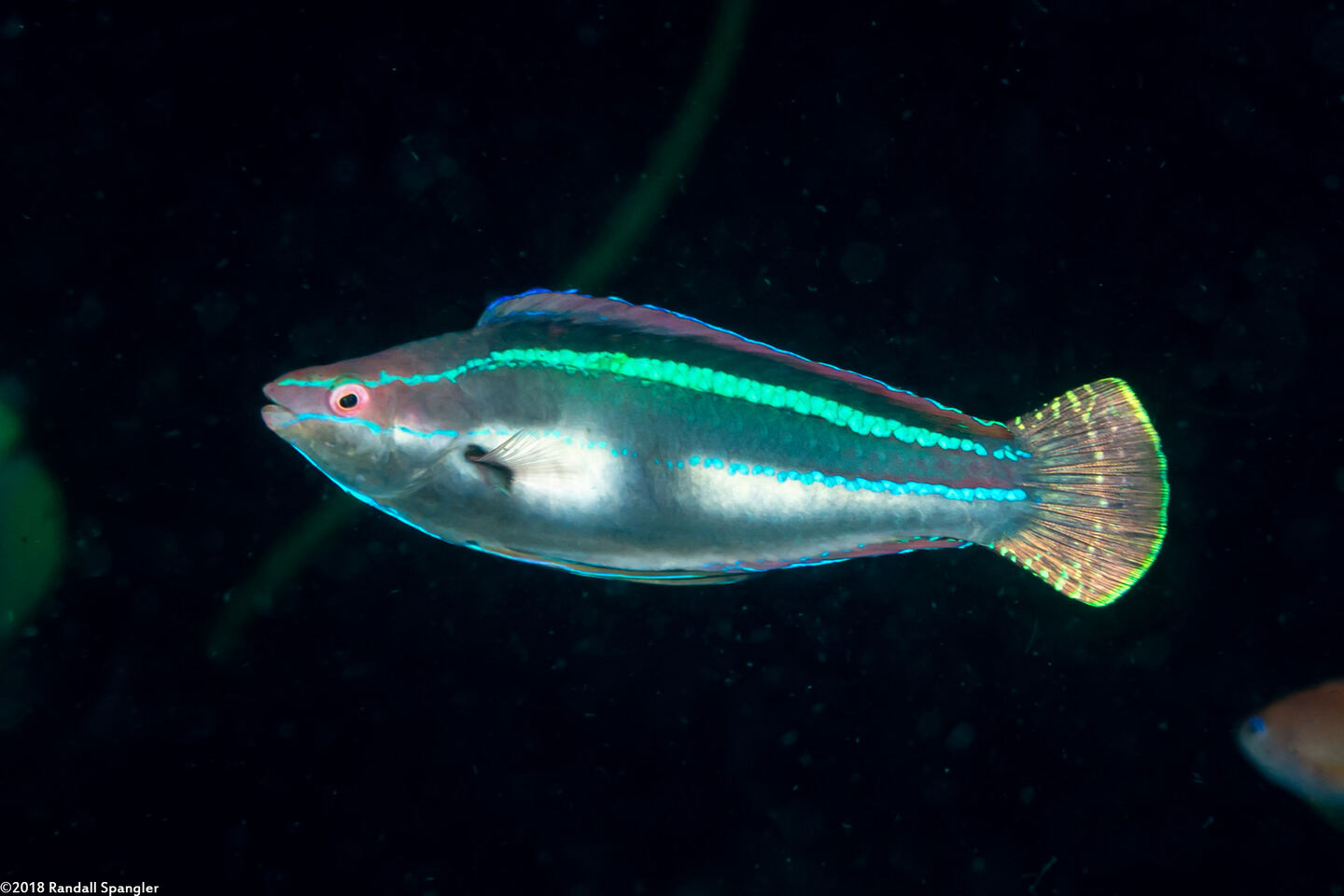Cirrhilabrus temminckii (Peacock Fairy Wrasse)