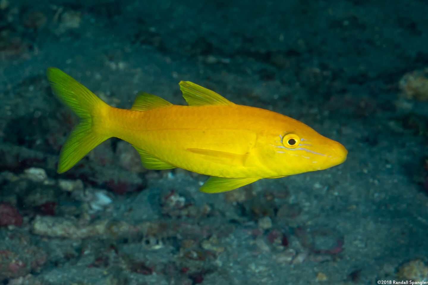 Parupeneus cyclostomus (Goldsaddle Goatfish)