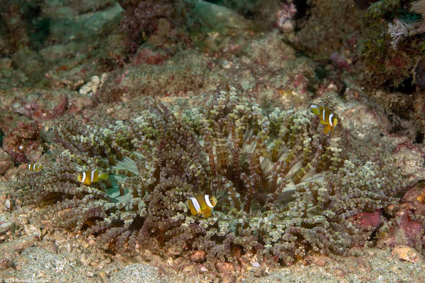 Heteractis aurora (Beaded Sea Anemone)