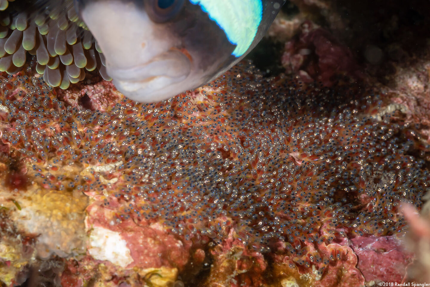 Amphiprion clarkii (Clark's Anemonefish)