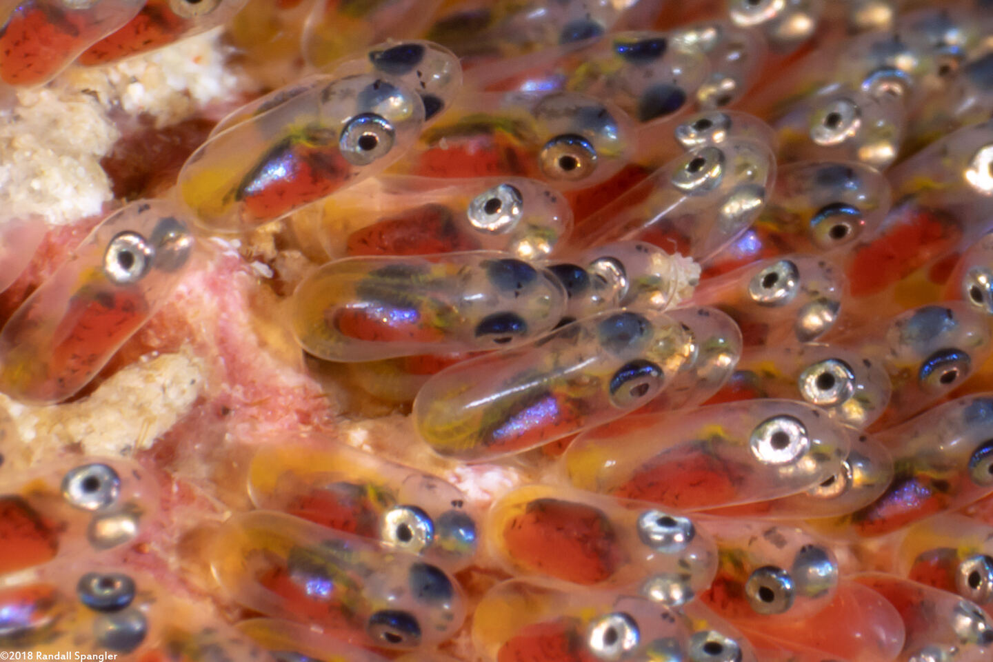 Amphiprion clarkii (Clark's Anemonefish)