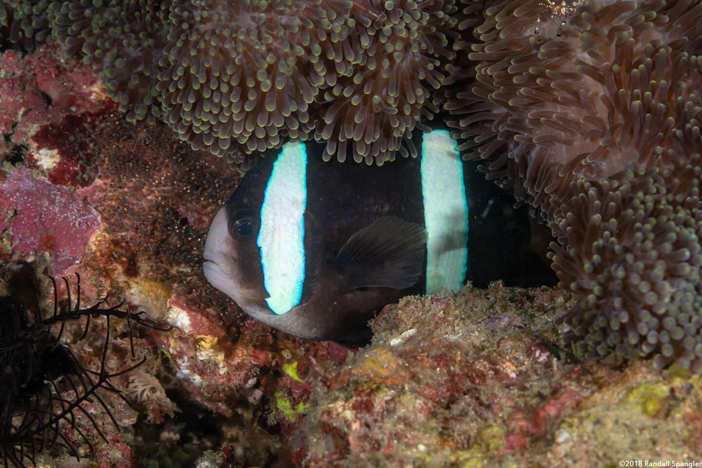 Amphiprion clarkii (Clark's Anemonefish)