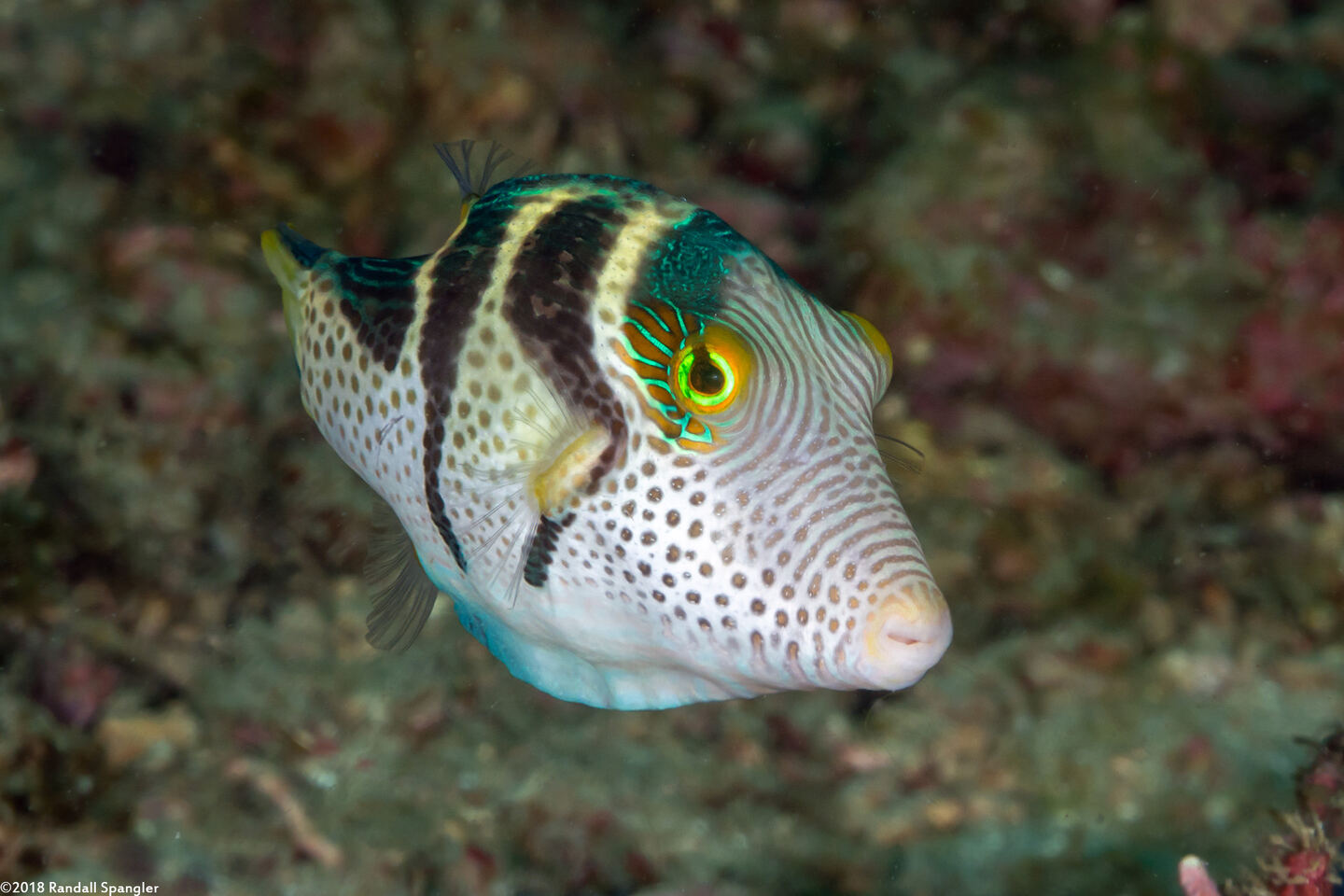 Canthigaster valentini (Black-Saddled Toby)